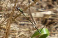 Lestes virens
