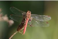 Sympetrum meridionale