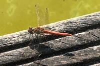 Sympetrum sanguineum