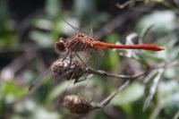 Sympetrum meridionale