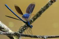 Calopteryx splendens