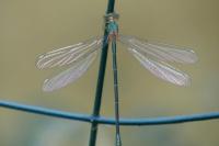 Chalcolestes viridis