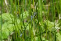 Lestes dryas