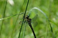 Cordulegaster boltonii