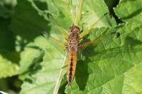 Libellula fulva