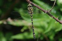 Cordulegaster boltonii