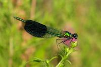 Calopteryx splendens