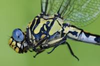 Onychogomphus uncatus