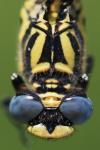 Onychogomphus uncatus