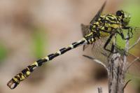 Onychogomphus forcipatus