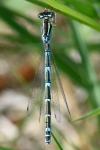 Coenagrion scitulum