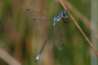 Lestes dryas
