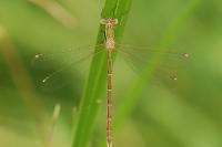 Lestes barbarus