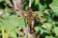 Libellula quadrimaculata