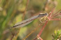 Enallagma cyathigerum