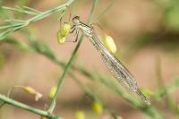 Erythromma lindenii