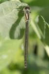 Erythromma lindenii
