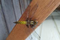 Libellula depressa