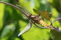 Libellula depressa