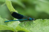 Calopteryx splendens