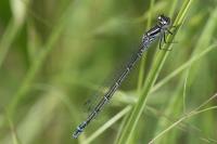 Coenagrion puella