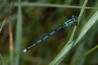 Erythromma lindenii