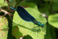 Calopteryx virgo
