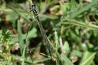 Erythromma lindenii