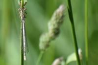 Platycnemis pennipes