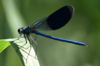 Calopteryx splendens