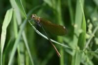 Calopteryx splendens