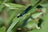 Calopteryx splendens