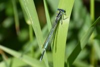 Platycnemis pennipes