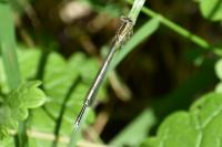 Platycnemis pennipes