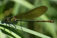 Calopteryx splendens