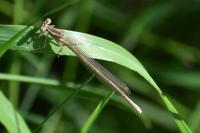 Platycnemis pennipes