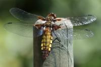 Libellula depressa