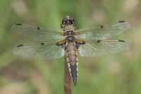 Libellula quadrimaculata