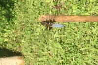 Libellula depressa
