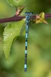 Coenagrion mercuriale