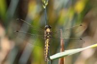 Orthetrum cancellatum