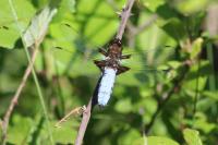 Libellula depressa