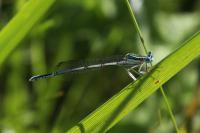 Platycnemis pennipes