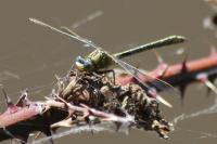 Gomphus pulchellus