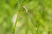 Lestes barbarus