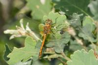 Sympetrum sanguineum