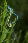 Coenagrion puella