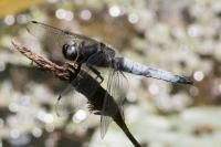 Libellula fulva