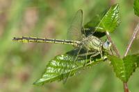 Gomphus pulchellus