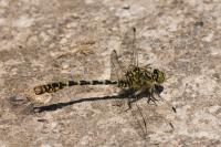 Onychogomphus forcipatus